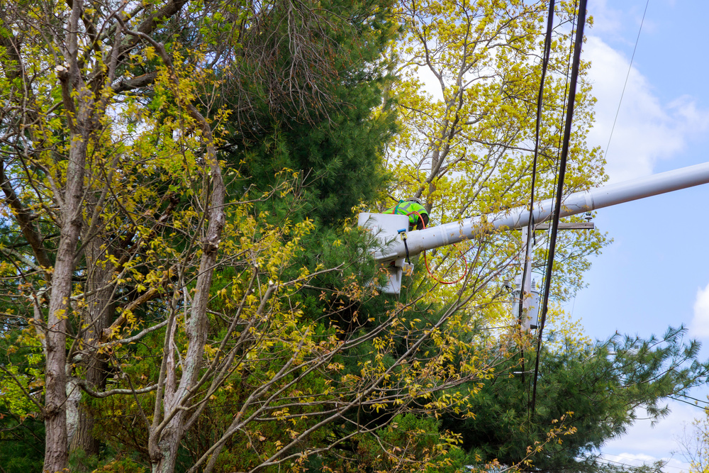 Pruning Trees Near Electric Wires