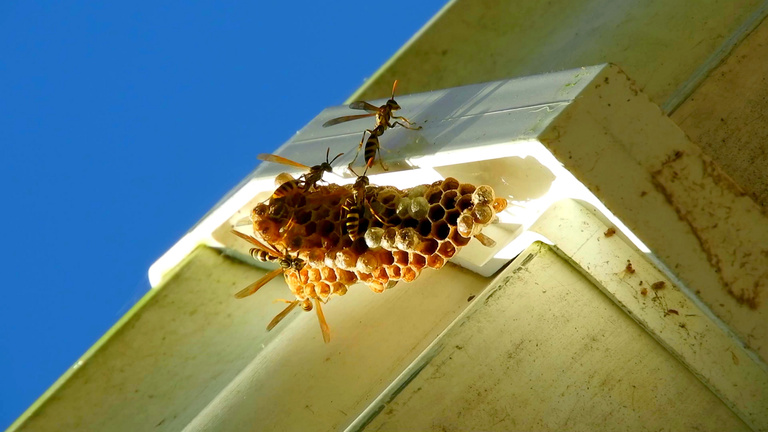 A beehive on a house